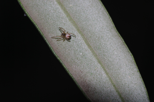 Giovane Mangora acalypha - Rende (CS)